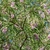 Chilopsis linearis