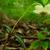 Chimaphila maculata