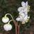 Chimaphila maculata