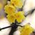 yellow flowers