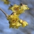 fragrant, waxy, yellow flowers with maroon centers