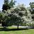 Chionanthus retusus