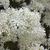 Chionanthus retusus
