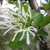 Leafy branch with clusters of white flowers with ribbony petals.