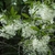 Leafy branch with clusters of white flowers with ribbony petals.
