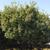 Chionanthus retusus - medium tree full foliage