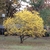 Small rounded tree with yellow foliage