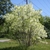 Small, rounded tree with masses of white flowers.
