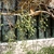 Hanging clusters of green, olive like fruits.