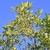 Fringe tree oblong fruit green turning to purple