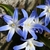blue star-shaped flowers