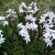 white flowers
