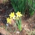 Yellow trumpet-shaped flowers emerging from the ground.