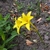 Yellow trumpet-shaped flowers emerging from the ground.