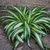 Grassy leaves with a central white longitudinal stripe.