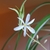 Flower, buds, & small plantlet on the tip of the inflorescence.