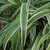 Variegated leaves