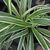 Grassy leaves with a central white longitudinal stripe.