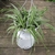Potted plant with plantlets forming on tips of the inflorescence