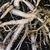 Fleshy roots