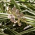 Dry, three-angled pods enclosing small dark seeds.