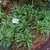 Several plants with green leaves and white margins
