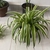 plant with green leaves in a pot