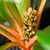 Close-up on erect spike with 3-side capsules among petioles