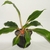 Potted plant with broadly elliptical leaves with orange petioles