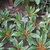 A group of plants used as a ground cover.