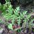 Woodsia obtusa
