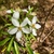 Flowers - Mid-April - Warren Co., NC