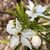Leaves & Flowers - April 9 - Wake Co., NC