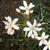Flower and leaves