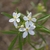 Simple, five-petaled white flowers