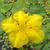 Nymphoides pelatum
