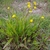 Ranunclus flammula