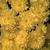 Chrysanthemum X morifolium (Dendranthema X grandiflorum)