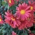 'Cathy's Rust' Flowers - November