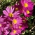 'Lavender Lady' Flowers - Nov. 8 - Wake Co., NC