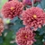 Flowers - Fall - Wake Co., NC