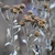 small white flowers  persistant dried flower heads January