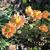 Orange flowers