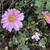Pink flowers