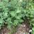 Form