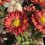 Red flowers