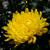 Chrysanthemum x morifolium