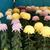 Chrysanthemum x morifolium