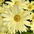 Chrysanthemum x morifolium bright yellow daisy like flower