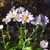 Lavendar daisy like chrysanthemum